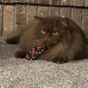 Meet your Posher, Shannon